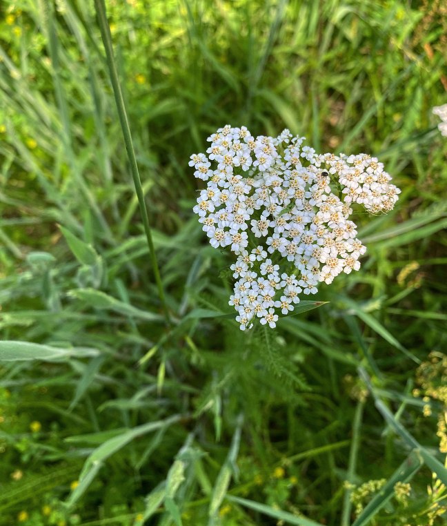 We hosted our first foraging medical class and here’s how it went!